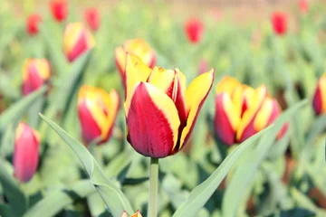 Photo sur Plexiglas Tulipe チューリップ畑