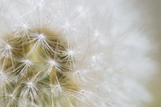 Dandelion, close-up. Macro with shallow depth of field.