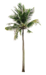 Fototapeta na wymiar coconut palm tree isolated on white background of file with Clipping Path .