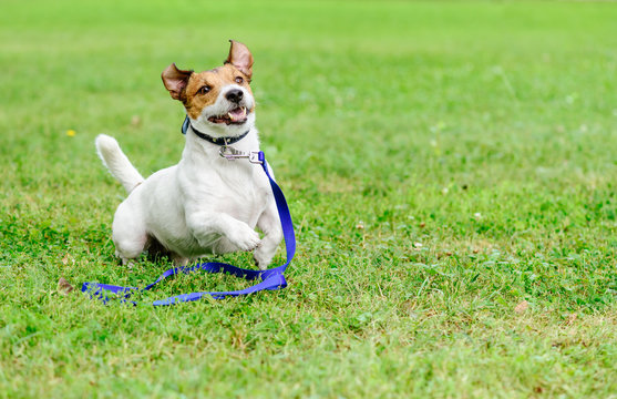 Adopt a pet concept with happy and excited dog running with leash on ground