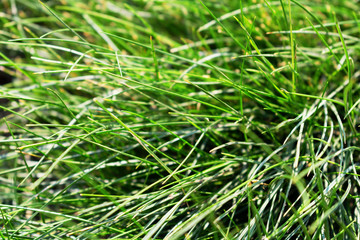 lawn grass close-up
