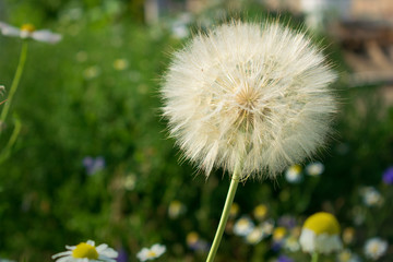 lone dandelion closeup