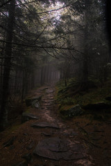 Pfad im nebeligen Schwarzwald