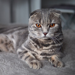 Funny serious scottish fold cat with bright yellow eyes lies on plaid