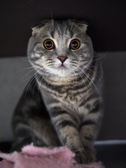 Funny scottish fold cat with bright yellow eyes hiding in shade under the bed