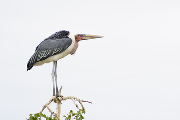 Marabou stork (Leptoptilos crumeniferus) perched in tree, Kruger national park, South Africa.
