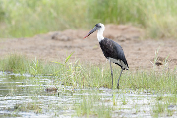 Woolly-necked stork (Ciconia episcopus) foraging in river, Kruger National Park, South Africa