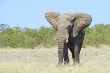 Fototapeta na wymiar African elephant (Loxodonta africana) feeding on grass, Kruger National Park, South Africa
