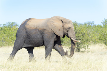 Fototapeta na wymiar African elephant (Loxodonta africana) feeding on grass, Kruger National Park, South Africa