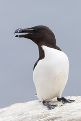 Razorbill (Alca torda) adult, standing on rock of coastal cliff, Great Saltee, Saltee Island, Ireland.