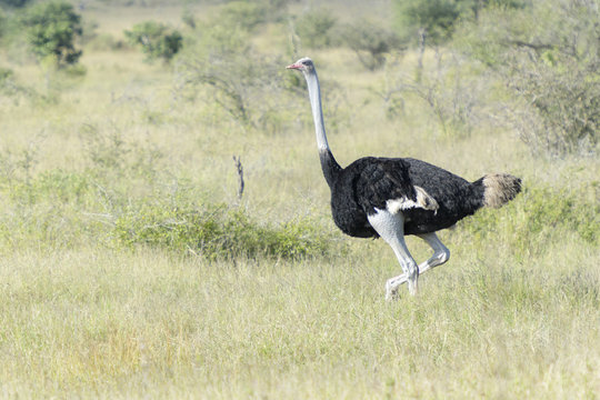 Common ostrich (Struthio camelus) walking on savanna, Kruger national park, South Africa.