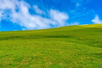 Green field of the yellow flowers on the hill