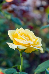 one living yellow rose