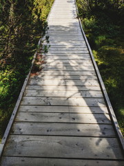 Obraz premium hiking the wooden path in the forest in sumava national park with trees all around during warm sunny day