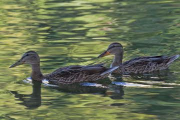 Ducks in a quiet river creek