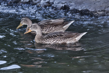 Ducks in a quiet river creek