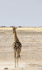 Lonely giraffe in Namibia