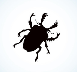 Lucanus cervus. Vector drawing