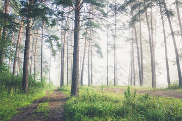 Fototapeta premium Beautiful summer forest with different trees in morning fog