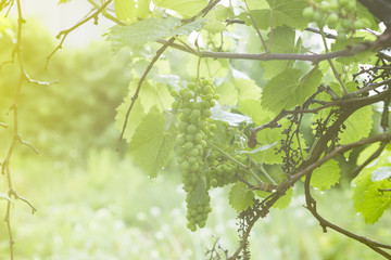 White grapevine on branch with drop of dew after rain on tree and leaves in vineyard, sunlight in garden