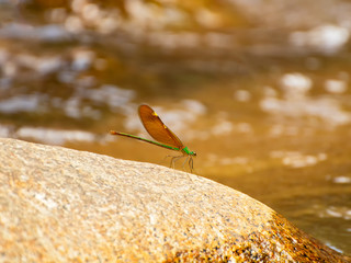 Dragonfly