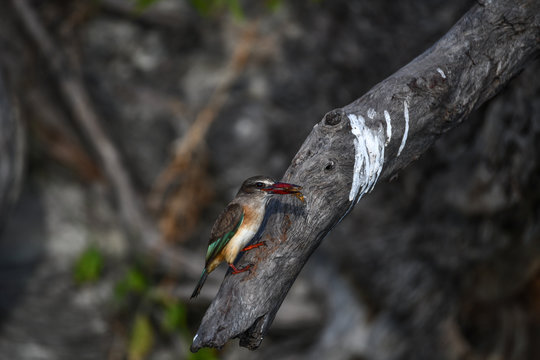 Brown Hooded Kingfisher