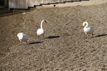 Cygnes sur une plage à à Oslo, Norvège