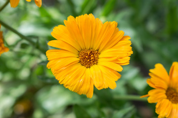 Blume in Orange