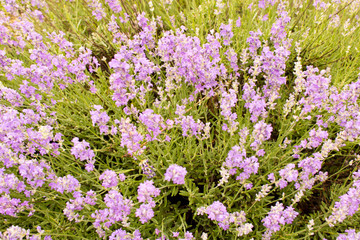 Background of lavender flowers . Selective focus . Flowering lavender