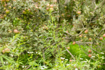 Green bush of medical cannabis in apple garden on sunny day.
