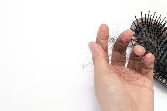 Hand of Female hold falling hair with black comb brush with long loss woman hair on white background for head healthcare problem with copyspace. Hair fall after combing in hairbrush.