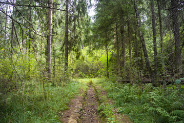 Obraz premium A path of road through woods in forest