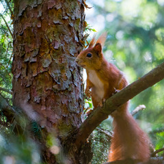 Eichhörnchen