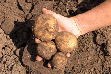 Human's hand with potatoes on the ground background. The concept of harvesting