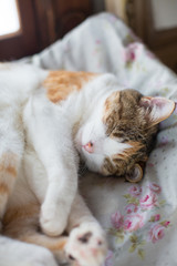 cute calico cat sleeping peacefully