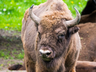  European bison