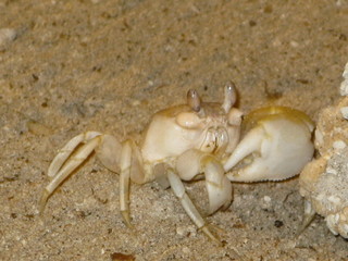 crab