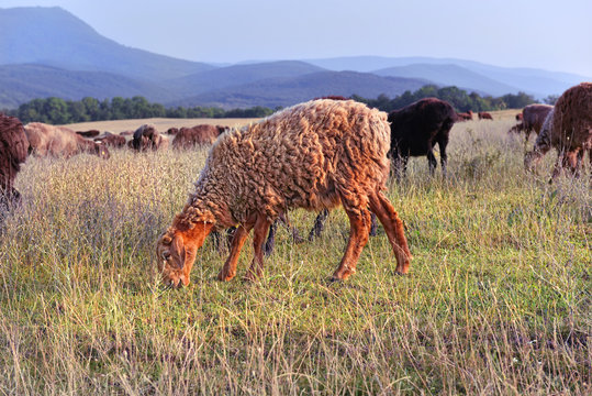 cheeps on the fields