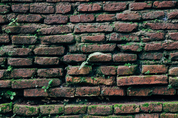 Brick wall with moss growing out of it
