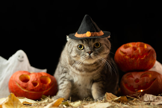 Halloween cat with hat