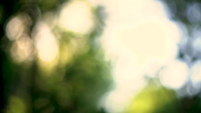 Cinematic handheld forrest bokeh light blur light leaks