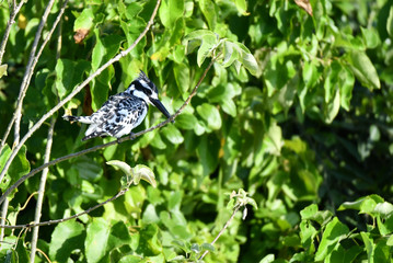 Pied Kingfisher
