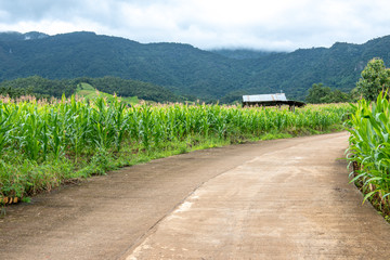 Fototapeta na wymiar Corn farm