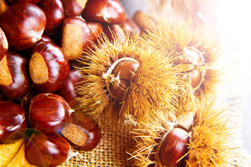 chestnuts
