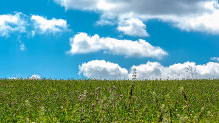 Wiese und blauer Himmel mit Wolken