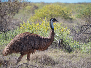 Bird of Australia Emu