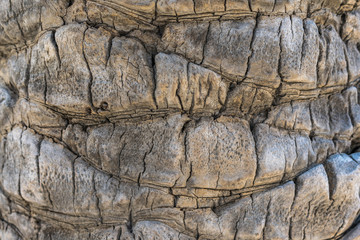 Palm tree texture.