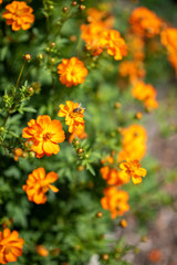 Orange flower with bee