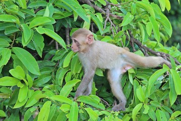 Animal,  A monkey is climbing the branch of tree,  it lives in KUM PHA WA PI park at UDONTHANI province THAILAND.