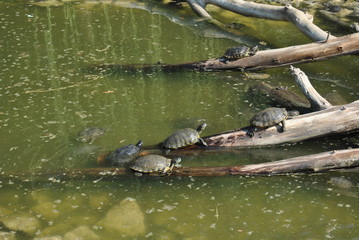 Turtle